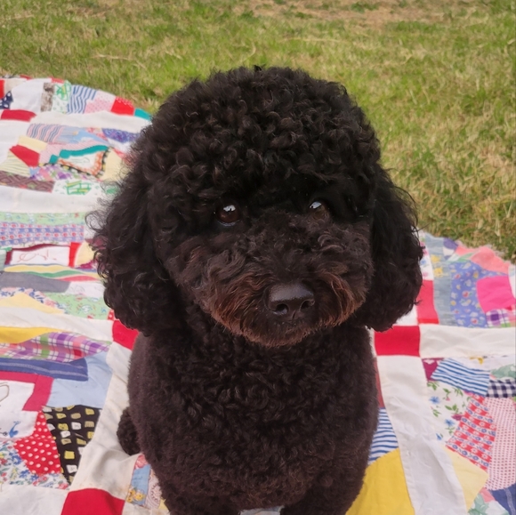 Meet your Posher, Kristi - Picture 6 of 7